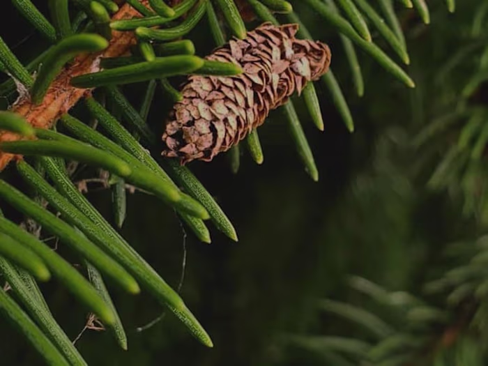 Background music for videos