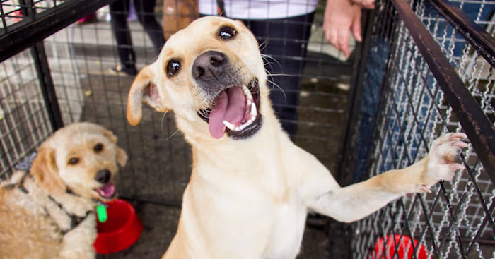 Should I Get A Dog? 8 Things To Consider Before You Bring One H…