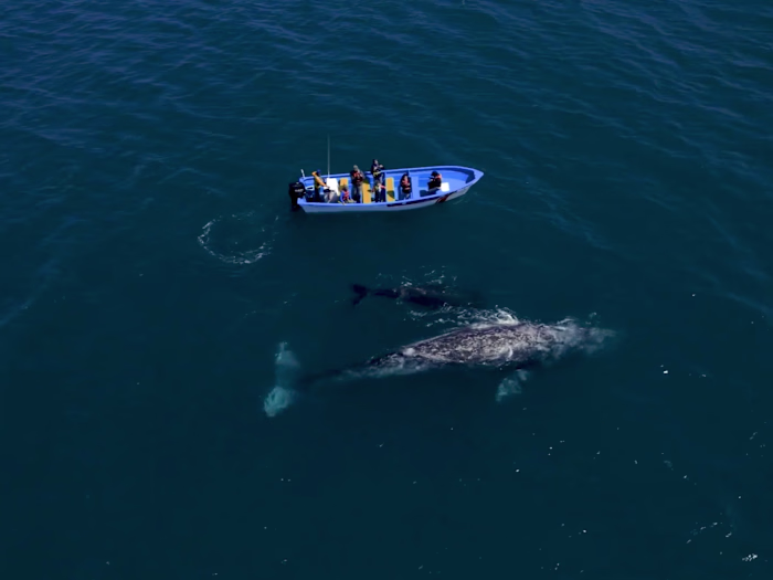 Ballenas - Visit Los Cabos