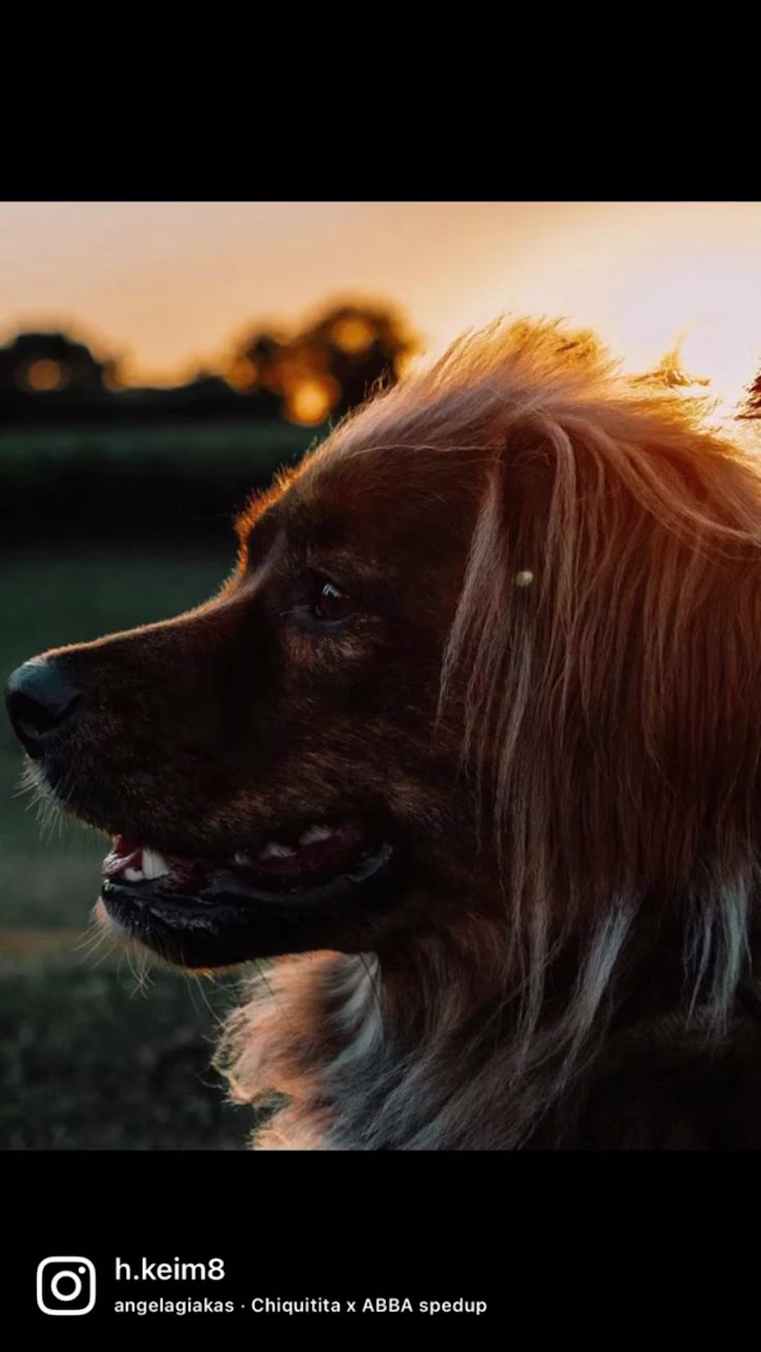 Pin on Pet Photoshoot Inspo