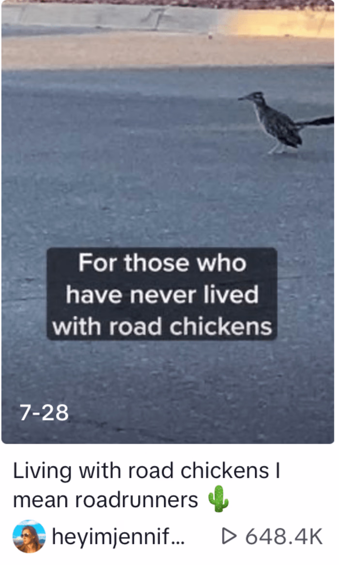 Bug & Bird Drama Tok