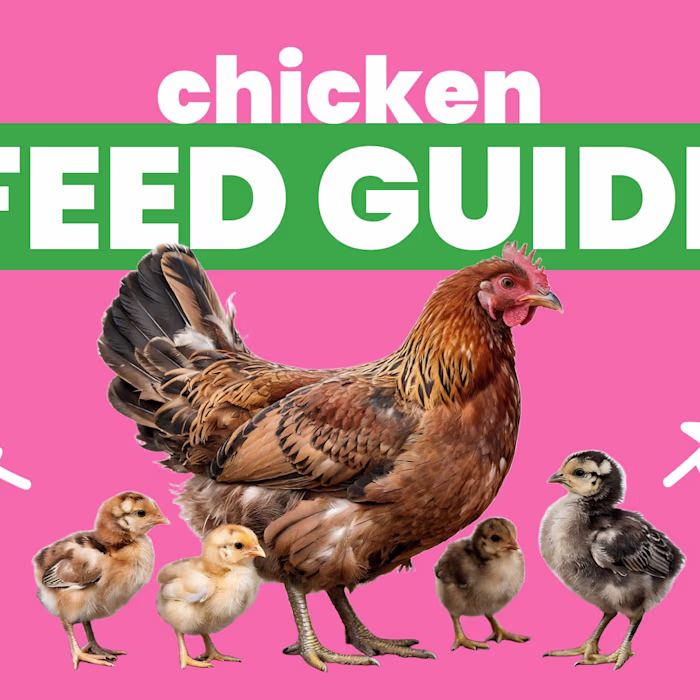Comprehensive Guide on Chicken Nutrition for Small Pet Select