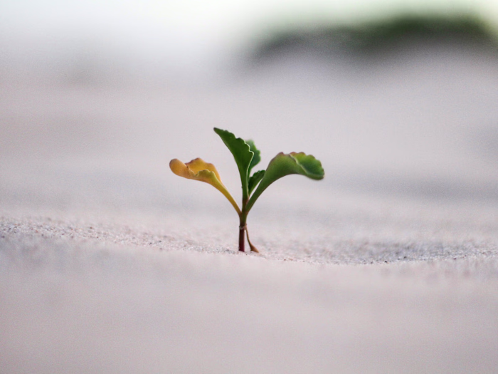 Scaling a Tech Startup from 5 to 6 Figures