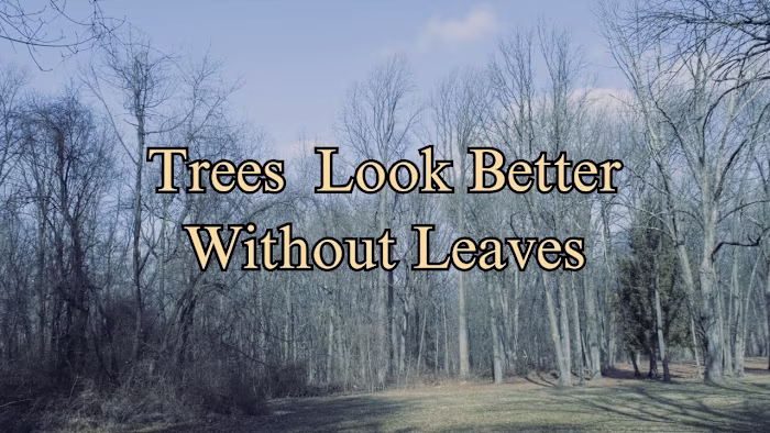Trees Look Better Without Leaves - YouTube