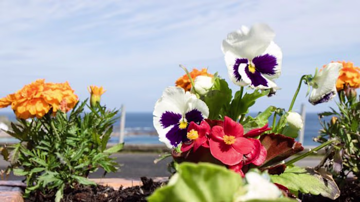 Marketing & Audiovisual creation, at Seaview Tavern