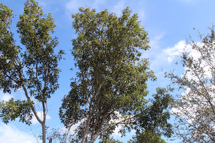 professional color grading for cinematic,