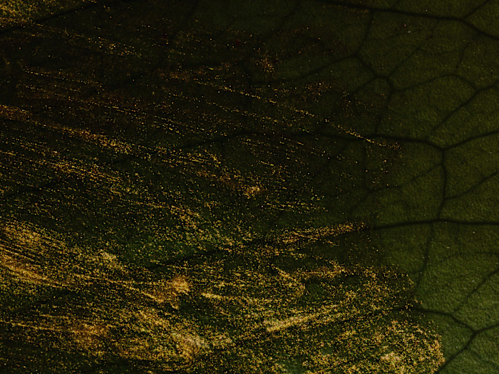 Web Site Creation and Content 