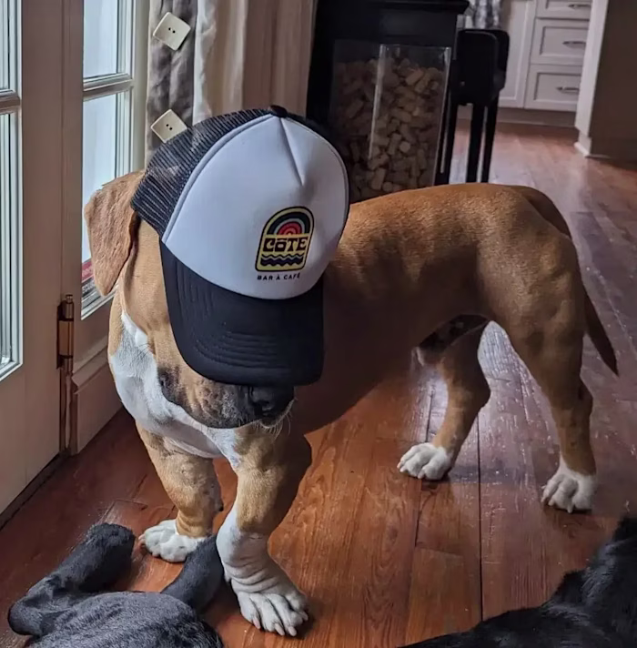 Côte: Creative Direction & Visual Identity Design