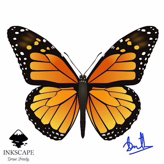 Butterfly Traced into  Vector 