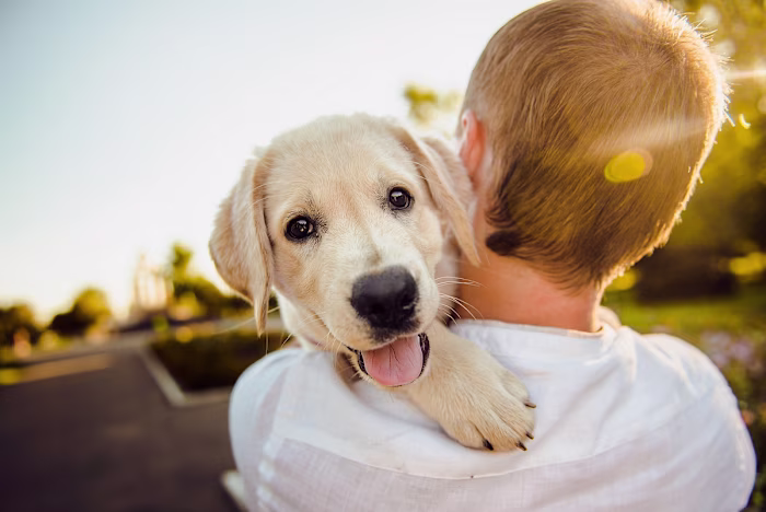 The Benefits of Pet Assisted Therapy: Everything You Need to Kn…