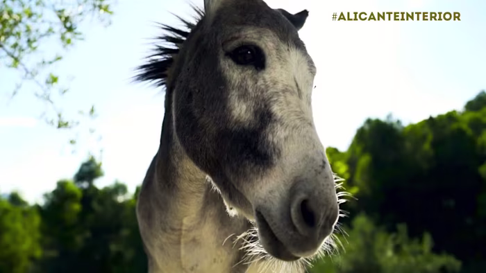 Alicante Turismo Interior 2021