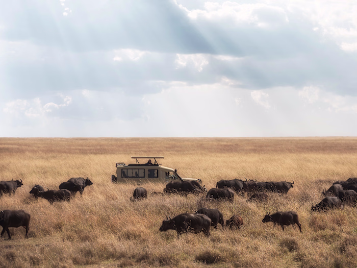 Unlimited Expeditions - management
