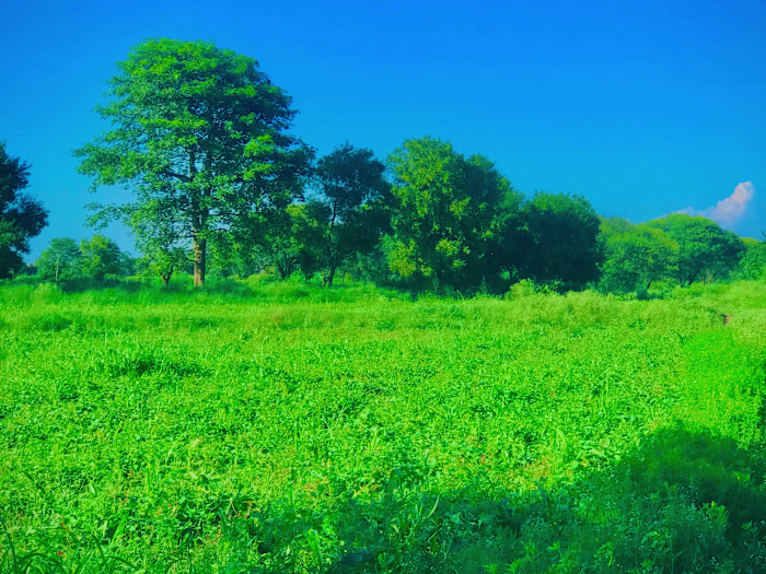 Content writing video editing and tutor