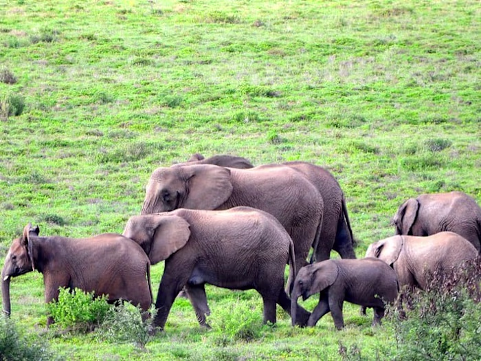 Do Elephants Have Good Memory?