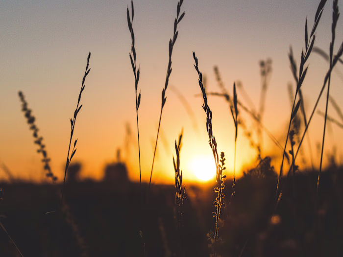 Musician bio - copywriting project