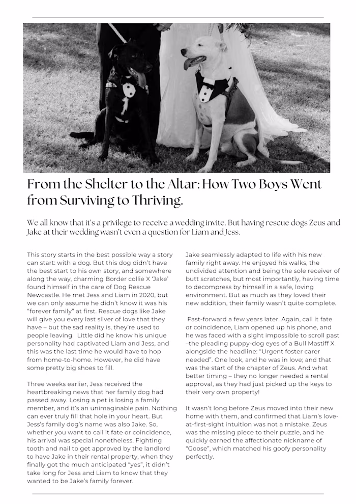 Dog Rescue Newcastle - Story 