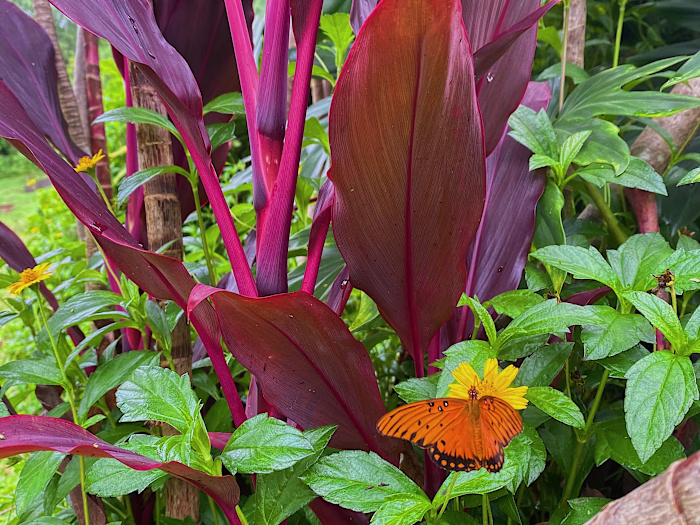 T E A | grownHAWAII on Instagram: “Introducing our new product.…