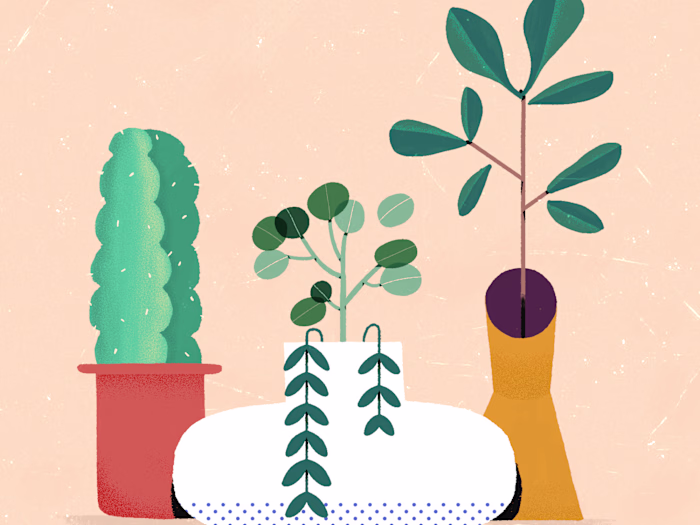 Illustrations
