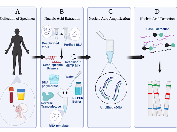 CRISPR-based biosensor for the detection of Marburg & Ebola