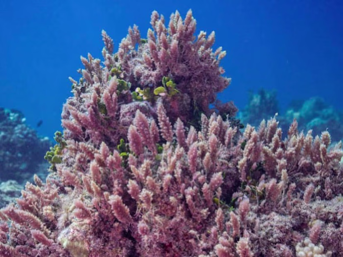 Mālama Maunalua on Instagram: “Can you spot the limu and coral…