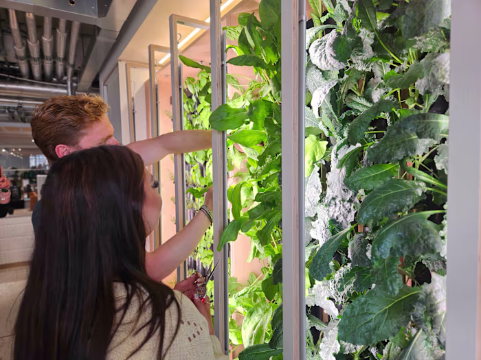 Project Management of Experiential Office Systems: Hydroponics!