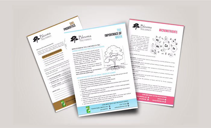 Eco‑Inspired Poster Set for Blooma Tree | Sustainable Design