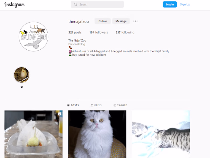 Social Media Manager & Content Creator/@thenajafzoo