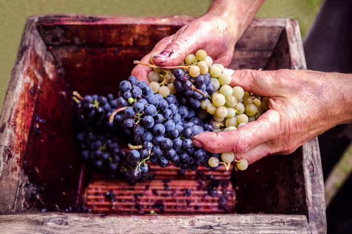 Google Ads Management