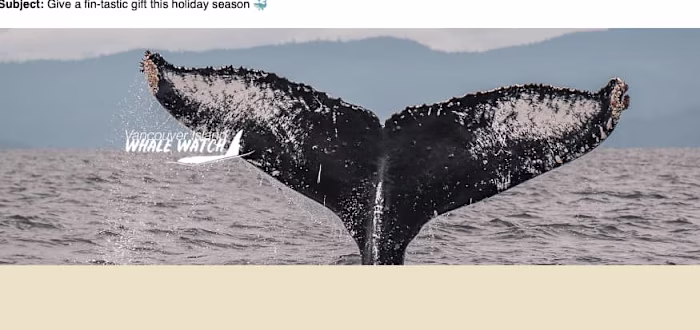 Sailing Into Success: Email Marketing for  Whale Watching 
