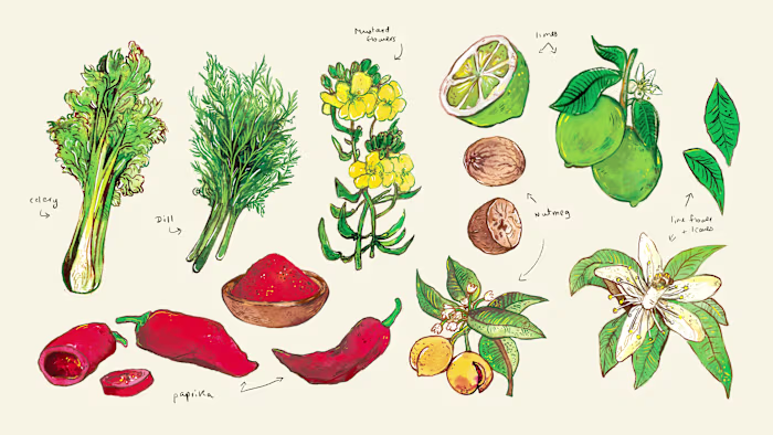 Illustrations for Diva Casa
