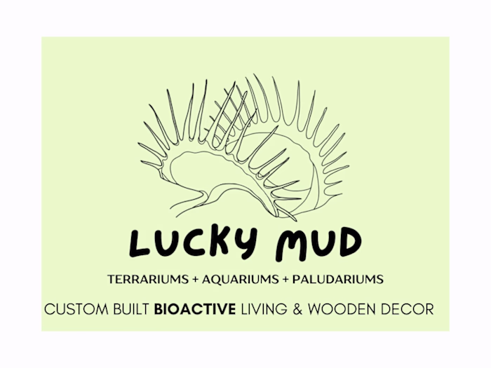 Presentation Design for Lucky Mud