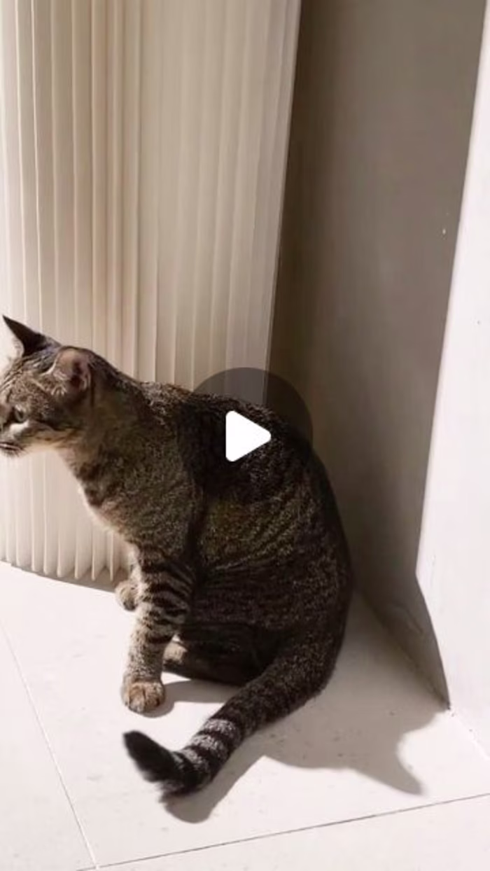 Content Creation for Haiwan (Malaysia)