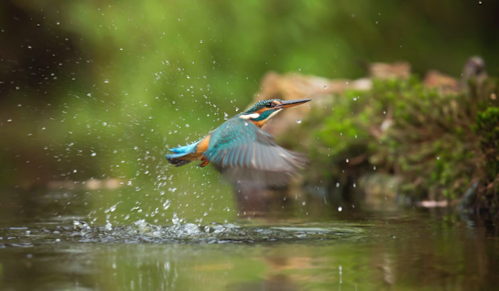 International Biodiversity Day