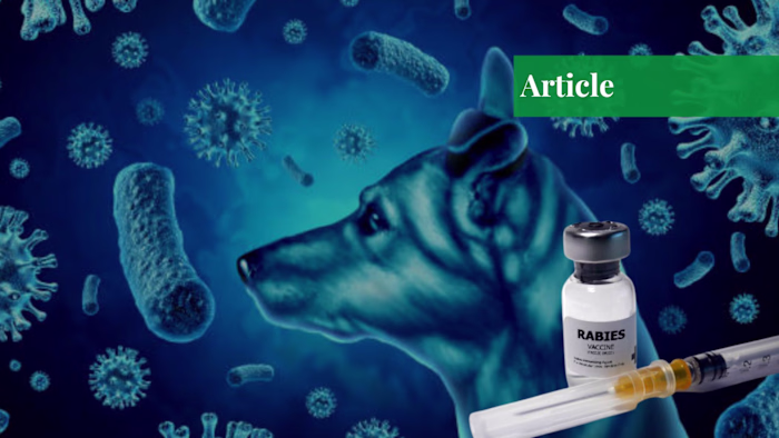 A Lack of Rabies Vaccine in Karachi: The Sindh Dog Bite Crisis …