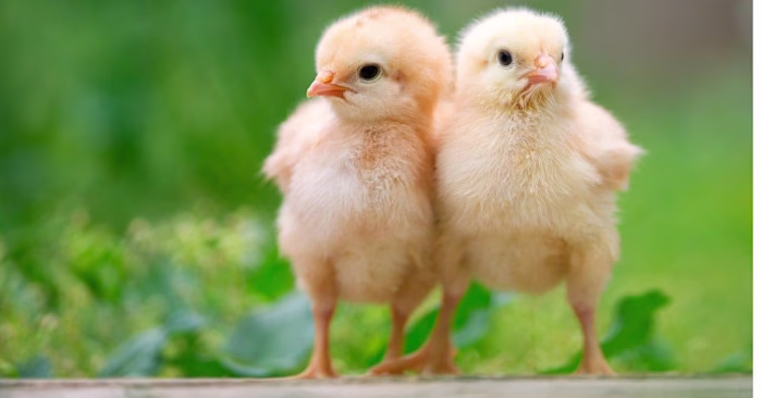 Hatching Chicks: 6 Best Products to Get Started