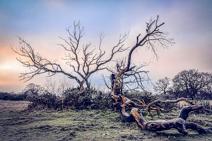 Exploring Shinrin-Yoku: A Journey Through Forest Bathing