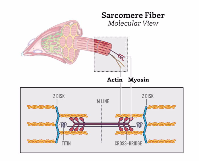 Infographic showing the Sarcomere Muscle