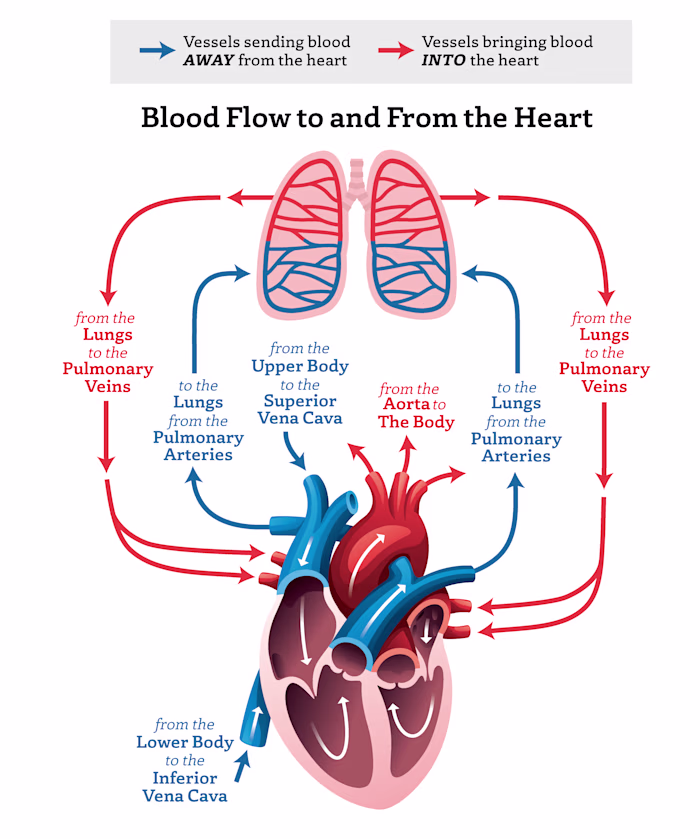 Infographic of Blood flow to