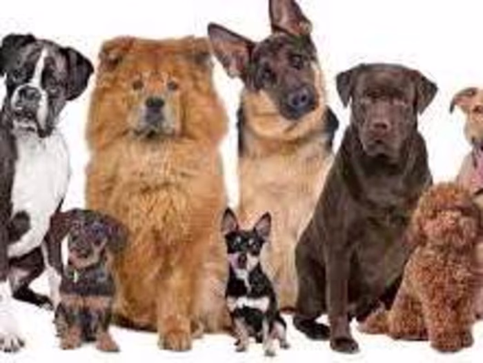 Inny05/we-rate-dog-project