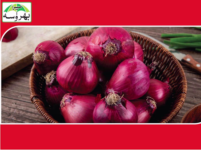 Onion - Ali Agro Chemicals & Fertilizers – PVT Ltd.