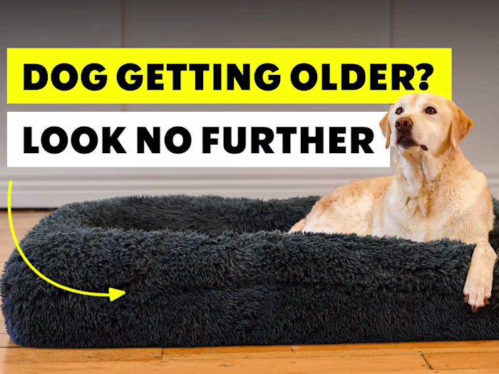 The Brooklyn. Dog Blogs.