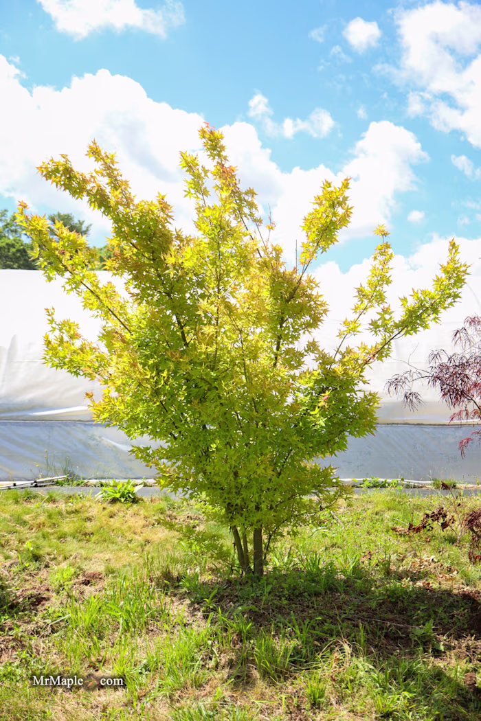 MrMaple — +215% Qualified Leads via SEO & Digital Strategy