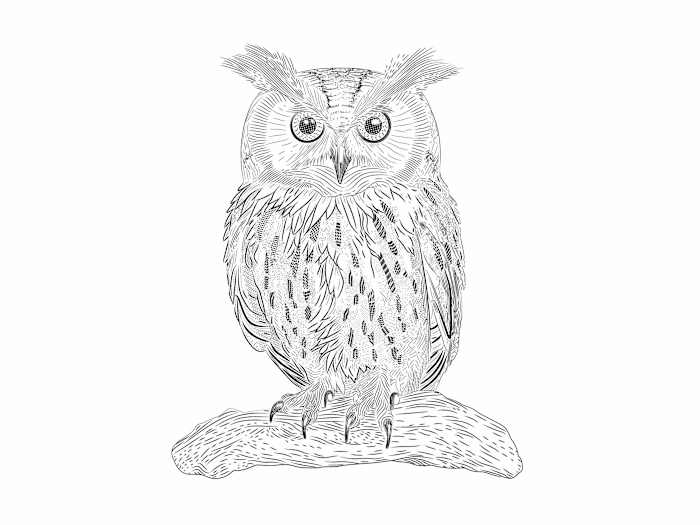 Owl Hatching Illustration Project