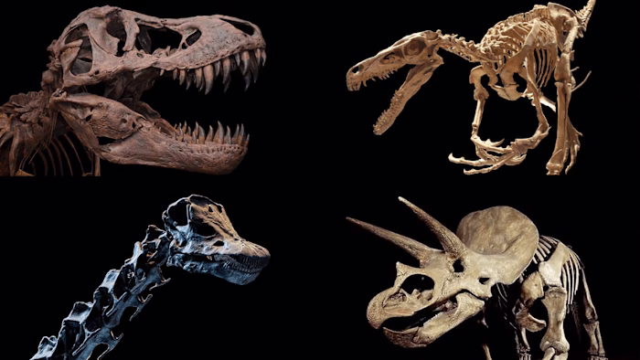 Paleoacoustics: What did Dinosaurs Sound Like?