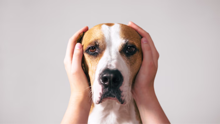 How We Can Use Animal Reiki On Our Pets