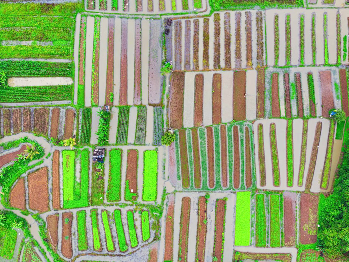 Saas: Agriculture yield estimation and crop placement optimizati