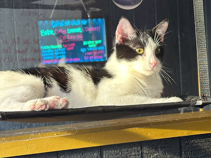 The Brews and Mews of Lenoir, NC