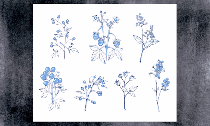 Botanical Blue Line Illustrations A collection of hand-drawn...
