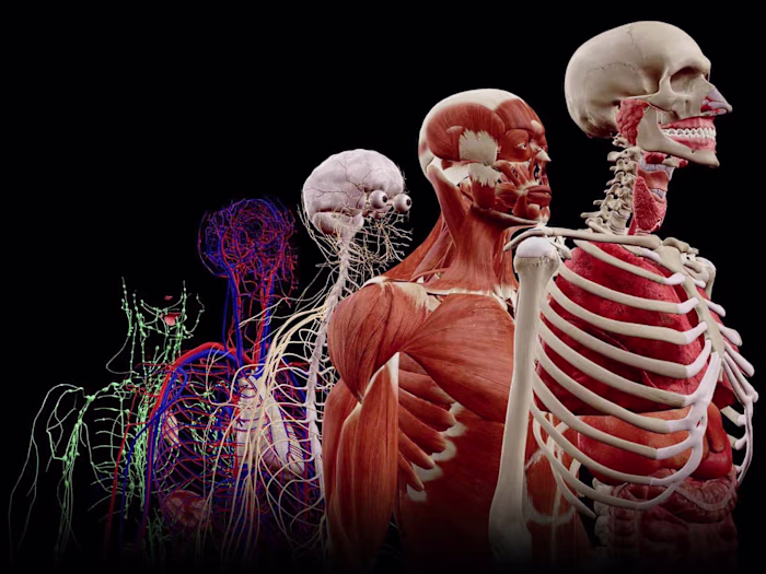 Multiplayer VR Educational Software in Unreal Engine 5