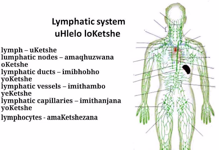 Accurate English to Zulu Translation